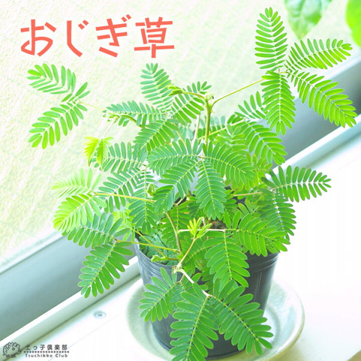 楽天市場 おじぎ草 オジギソウ 9cmポット苗 2個セット 花と緑の専門店 土っ子倶楽部 楽天市場 おじぎ草 オジギソウ 9cmポット苗 2個セット 花と緑の専門店 土っ子倶楽部