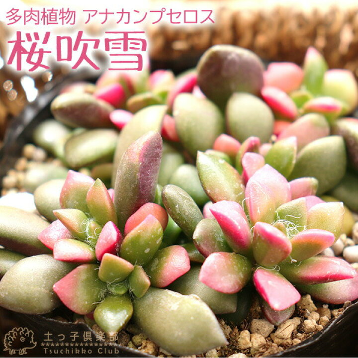 楽天市場 多肉植物 桜吹雪 9cmポット苗 花と緑の専門店 土っ子倶楽部