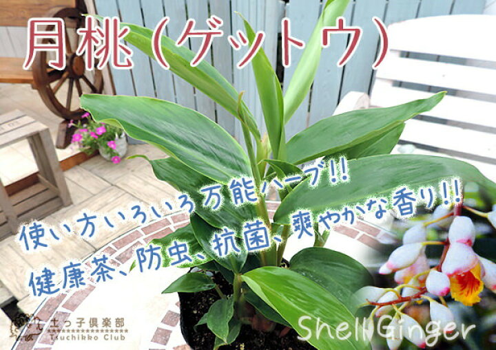 楽天市場 月桃 ゲットウ 4号ポット 花と緑の専門店 土っ子倶楽部