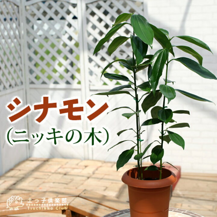 楽天市場 シナモン ニッキの木 ７号鉢植え 花と緑の専門店 土っ子倶楽部