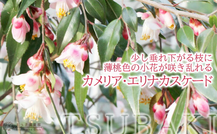 楽天市場 椿 ツバキ カメリア エリナカスケード 18cmポット苗木 花と緑の専門店 土っ子倶楽部