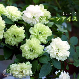 ミニバラ 『 グリーンアイス 』9cmポット苗 （四季咲き）【 2個セット 】