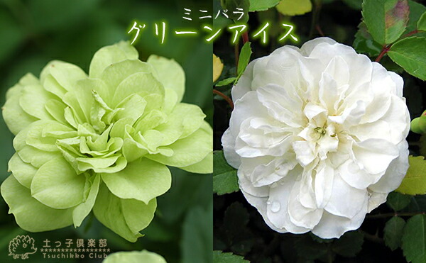 【楽天市場】ミニバラ 『 グリーンアイス 』9cmポット苗 （四季咲き
