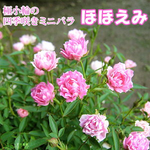 四季咲きミニバラ 『 ほほえみ 』 12cmポット苗