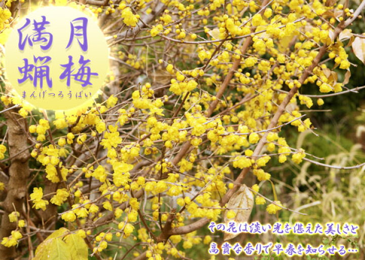 楽天市場】香る花木 『 満月蝋梅 （ マンゲツロウバイ ） 』 5号鉢植え 