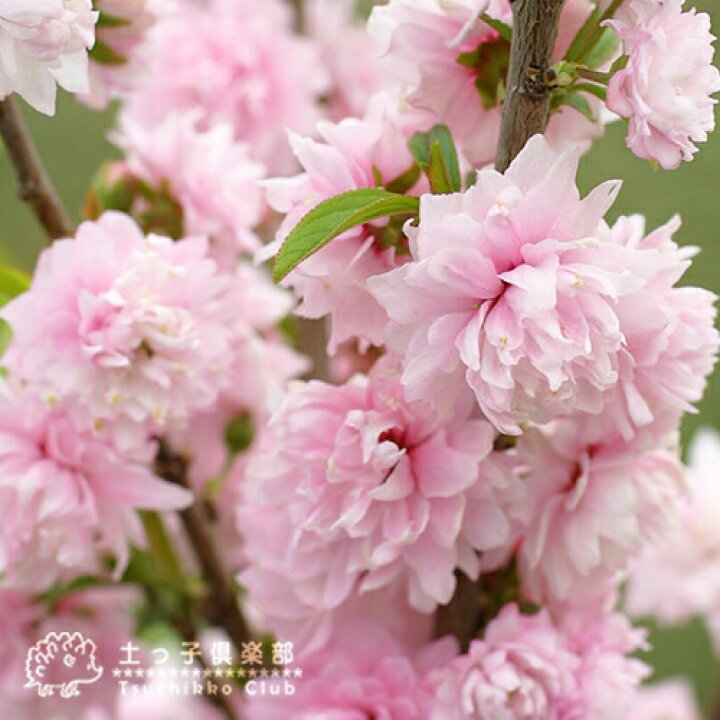 楽天市場 楽天スーパーsale 特価 花芽付き 庭桜 ニワザクラ ピンク 八重咲き 6号鉢植え 花と緑の専門店 土っ子倶楽部