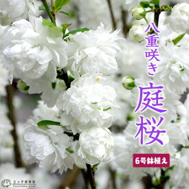 『 庭桜 （ ニワザクラ ） 』 白花 （ 八重咲き ） 6号鉢植え