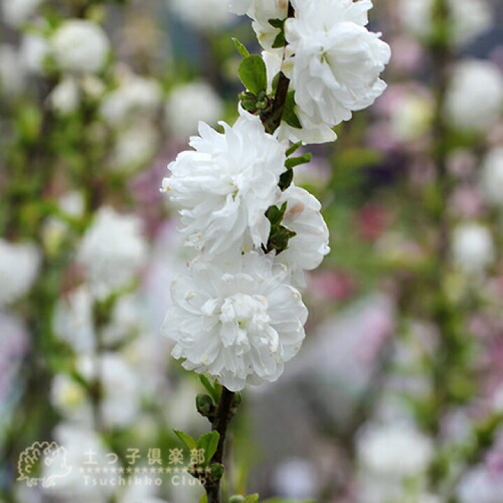 楽天市場 庭桜 ニワザクラ 白花 八重咲き 6号鉢植え 花と緑の専門店 土っ子倶楽部