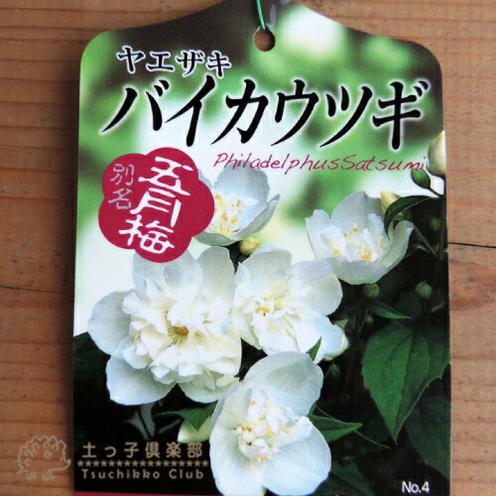 楽天市場 八重咲き 梅花ウツギ 五月梅 5号鉢植え 花と緑の専門店 土っ子倶楽部