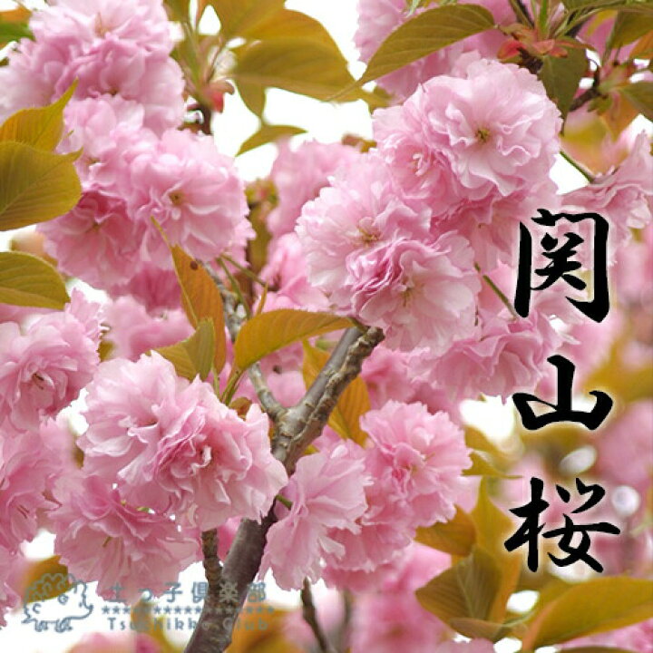 楽天市場 桜 関山 かんざん 接ぎ木 10 5cmポット 苗木 花と緑の専門店 土っ子倶楽部