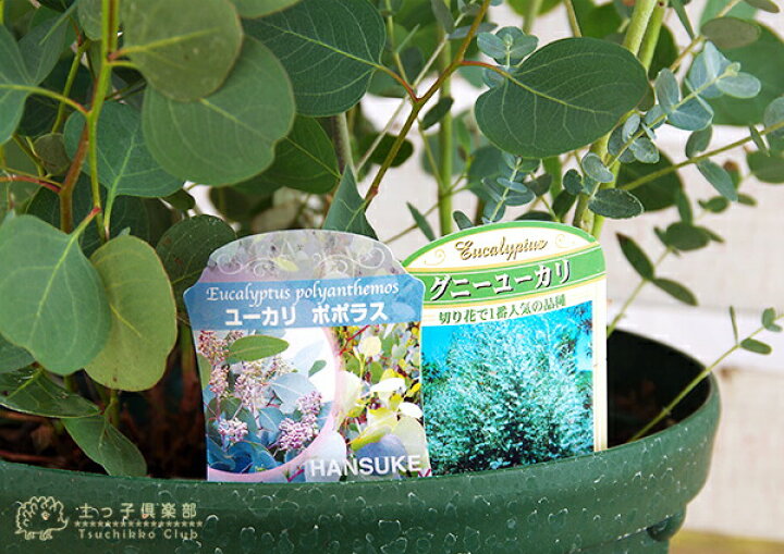 楽天市場 ユーカリ 2品種植え ポポラス グニー 8号スリット鉢 花と緑の専門店 土っ子倶楽部