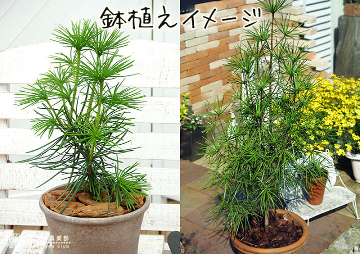 楽天市場 コウヤマキ 高野槇 6号スリット鉢植え 花と緑の専門店 土っ子倶楽部