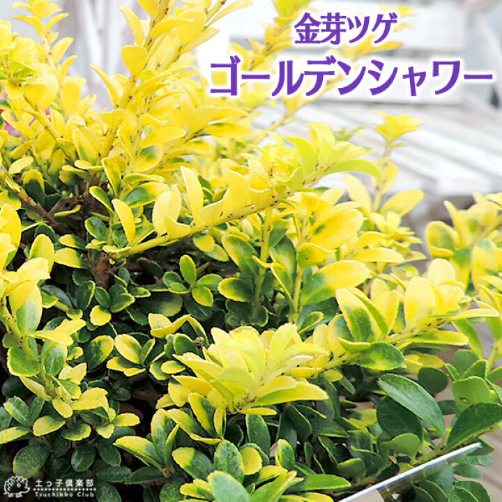 楽天市場 キンメツゲ ゴールデンシャワー 金芽ツゲ 7 5cmポット苗 花と緑の専門店 土っ子倶楽部