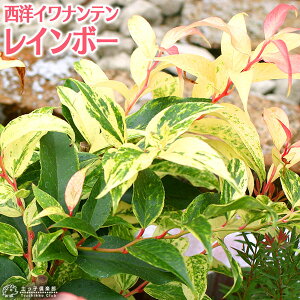 mCie w C{[ x 9cm|bgc