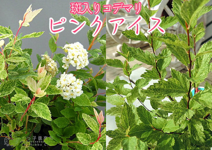 楽天市場 斑入りコデマリ ピンクアイス 9cmポット苗 花と緑の専門店 土っ子倶楽部