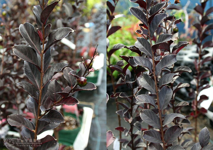 楽天市場 黒葉サルスベリ ブラックパール 6号スリット鉢植え 選べる花色 花と緑の専門店 土っ子倶楽部