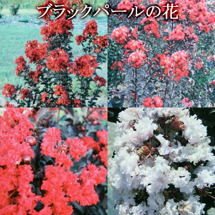 楽天市場 黒葉サルスベリ ブラックパール 6号スリット鉢植え 選べる花色 花と緑の専門店 土っ子倶楽部