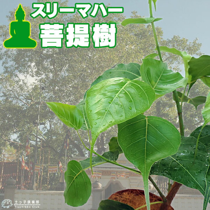 楽天市場 インド菩提樹 スリーマハー ボダイジュ 12cmポット苗 花と緑の専門店 土っ子倶楽部 楽天市場 インド菩提樹 スリーマハー ボダイジュ 12cmポット苗 花と緑の専門店 土っ子倶楽部