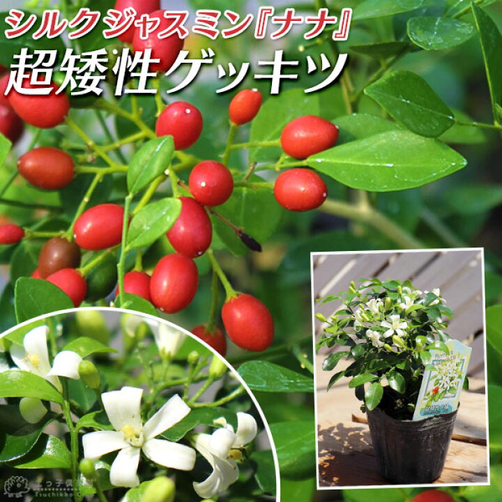 楽天市場 超矮性月橘 シルクジャスミン ナナ ゲッキツ 9cmポット苗 花と緑の専門店 土っ子倶楽部