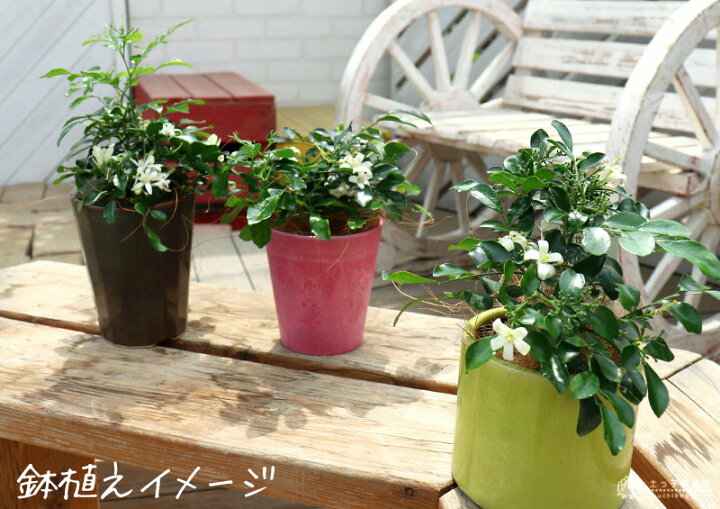 楽天市場 超矮性月橘 シルクジャスミン ナナ ゲッキツ 9cmポット苗 花と緑の専門店 土っ子倶楽部 楽天市場 超矮性月橘 シルクジャスミン ナナ ゲッキツ 9cmポット苗 花と緑の専門店 土っ子倶楽部