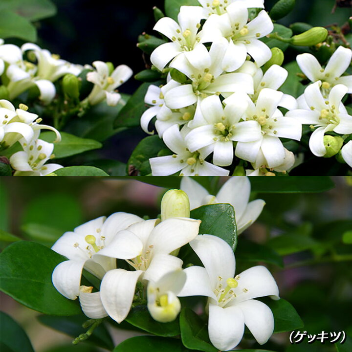 楽天市場 超矮性月橘 シルクジャスミン ナナ ゲッキツ 9cmポット苗 花と緑の専門店 土っ子倶楽部