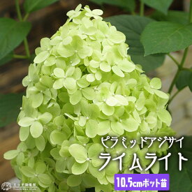 楽天市場 ノリウツギの通販