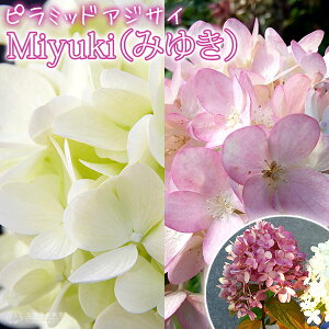 AWTC w s~bhAWTC@Miyuki i ݂䂫 j x 10.5cm|bgc z  sN F mEcM |    c yqy