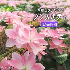 八重咲きアジサイ 『 ダンスパティ 』 10.5cmポット苗