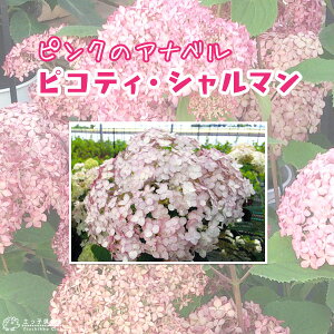 sÑAix w sReB V} x 9cm|bgc i AWTC nChWA jz c |i F sN Ă܂   ~J yqy