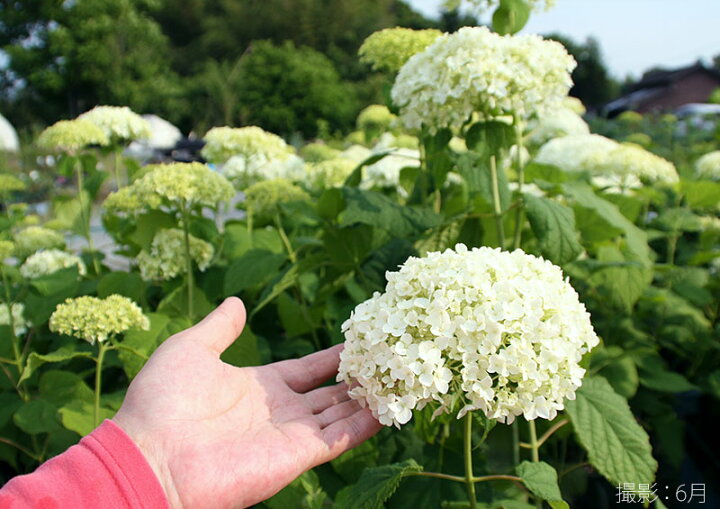 楽天市場 アジサイ アナベル 白 6号スリット鉢植え 苗木 花と緑の専門店 土っ子倶楽部 楽天市場 アジサイ アナベル 白 6号スリット鉢植え 苗木 花と緑の専門店 土っ子倶楽部