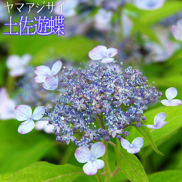 楽天市場 ヤマアジサイ 土佐遊蝶 9cmポット苗 花と緑の専門店 土っ子倶楽部