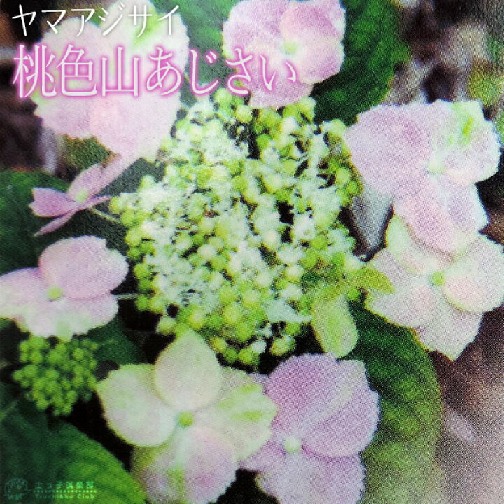 楽天市場 ヤマアジサイ 桃色山あじさい 9cmポット苗 花と緑の専門店 土っ子倶楽部 楽天市場 ヤマアジサイ 桃色山あじさい 9cmポット苗 花と緑の専門店 土っ子倶楽部