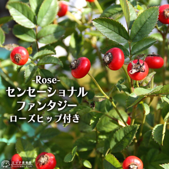 楽天市場 実付き ローズヒップ センセーショナルファンタジー 5号鉢植え 花と緑の専門店 土っ子倶楽部 楽天市場 実付き ローズヒップ センセーショナルファンタジー 5号鉢植え 花と緑の専門店 土っ子倶楽部