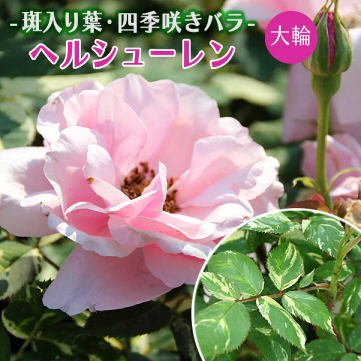 楽天市場 バラ 斑入り葉 ヘルシューレン 6号鉢植え 大株 接ぎ木苗 ハイブリットティーローズ 四季咲き 大輪 強香 珍種 花と緑の専門店 土っ子倶楽部 楽天市場 バラ 斑入り葉 ヘルシューレン 6号鉢植え 大株 接ぎ木苗 ハイブリットティーローズ 四季咲き 大輪 強香 珍種 花と緑の専門店 土っ子倶楽部