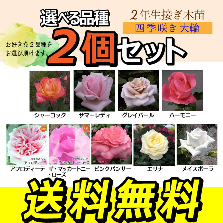 楽天市場 薔薇 苗 四季咲き大輪c 2年生 接ぎ木苗 ハイブリットティーローズ 2個セット 送料無料 選べる品種 花と緑の専門店 土っ子倶楽部