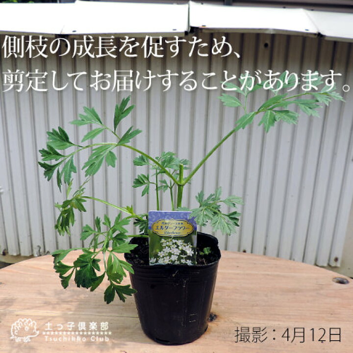 楽天市場 エルダーフラワー 西洋ニワトコ 細葉 9cmポット苗 花と緑の専門店 土っ子倶楽部