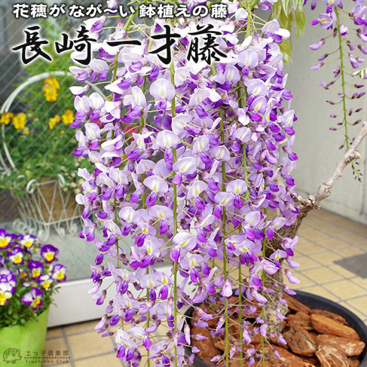 楽天市場 長崎一才藤 花ふじ 6号鉢植え 花と緑の専門店 土っ子倶楽部 楽天市場 長崎一才藤 花ふじ 6号鉢植え 花と緑の専門店 土っ子倶楽部