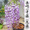 長崎一才藤 ( 花ふじ ) 6号鉢植え ≪ 花芽付き ≫