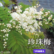 珍珠梅 （ チンシバイ ）『 ニワナナカマド 』 5号鉢植え 珍至梅 珍朱梅鉢 苗木 苗 初夏 紅葉 土っ子倶楽部