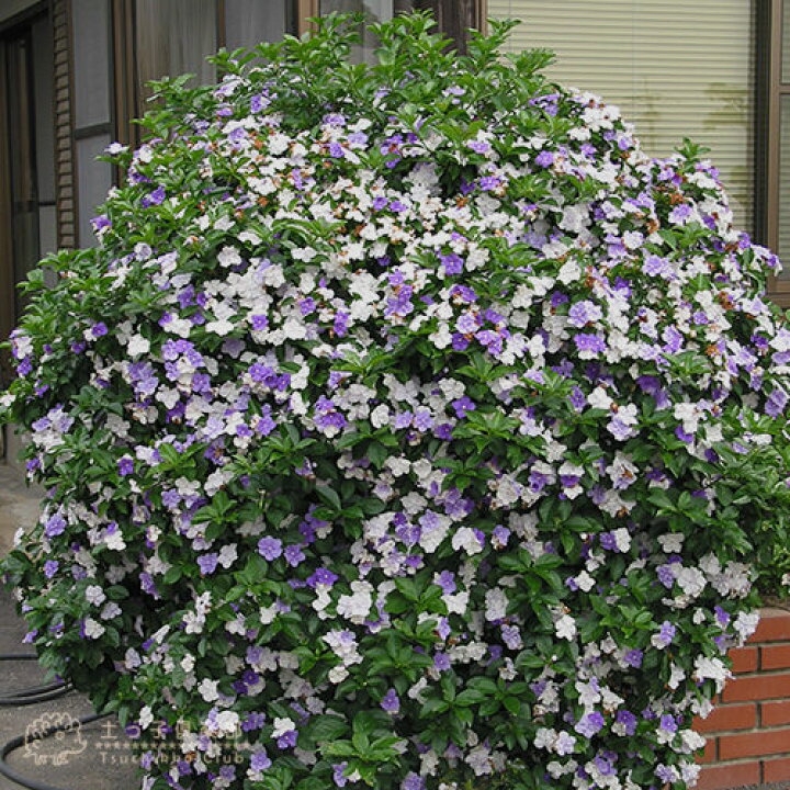 楽天市場 香るバンマツリ 5号鉢植え ニオイバンマツリ 花と緑の専門店 土っ子倶楽部 楽天市場 香るバンマツリ 5号鉢植え ニオイバンマツリ 花と緑の専門店 土っ子倶楽部