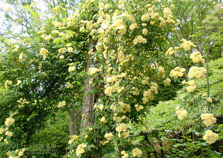 楽天市場 木香バラ 黄色 八重咲 9cmポット苗 花と緑の専門店 土っ子倶楽部