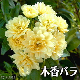 木香バラ （ 黄色 八重咲 ） 9cmポット苗