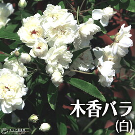 木香バラ （ 白八重 ） 9cmポット苗