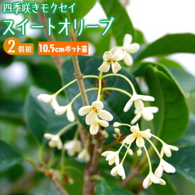 楽天市場 四季咲き低木の通販