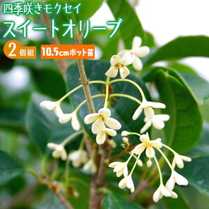 XC[gI[u w lG炫NZC x 10.5cm|bgc y 2Zbg zNZC  Ԗ c c V{c[ lG炫 yqy