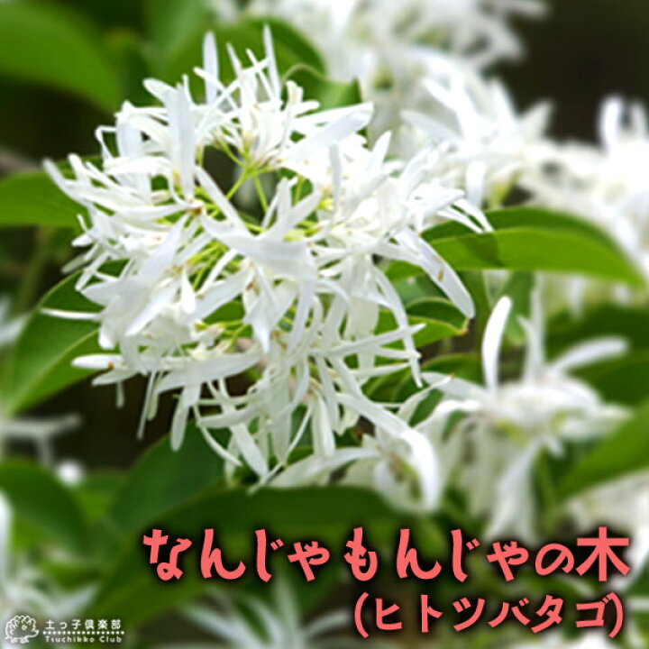 楽天市場 なんじゃもんじゃの木 ヒトツバタゴ 13 5cmポット苗 花と緑の専門店 土っ子倶楽部