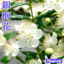 香る花木 『 銀梅花 （ ギンバイカ ） 』 15cmポット苗