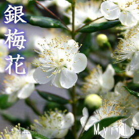 香る花木 『 銀梅花 （ ギンバイカ ） 』 9cmポット苗 【 2個セット 】
