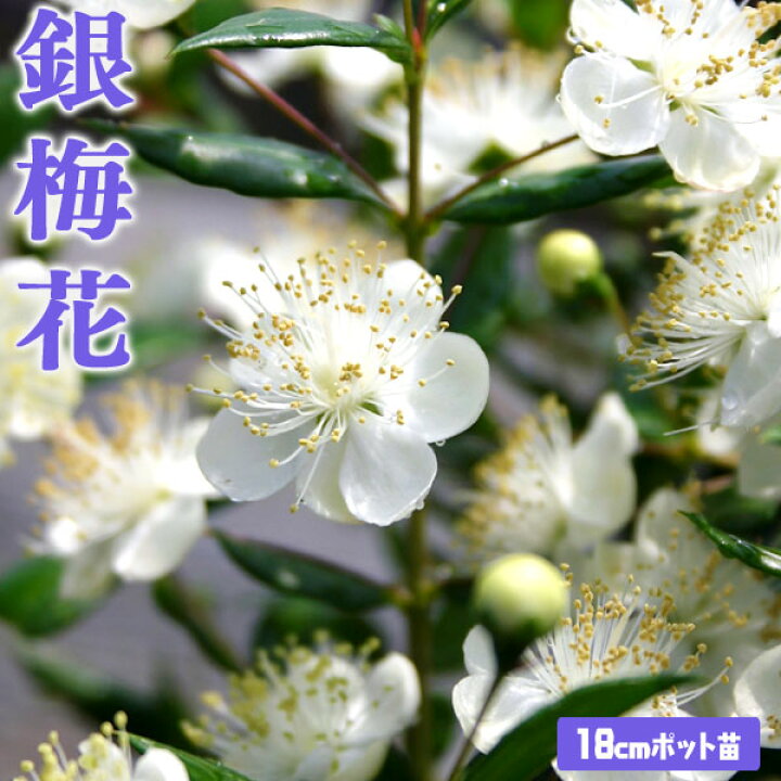楽天市場 香る花木 銀梅花 ギンバイカ 18cmポット苗 花と緑の専門店 土っ子倶楽部