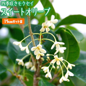 _95߂g^CZ[30OFFΏہ^ XC[gI[u w lG炫 NZC x 15cm|bgc Ԗ IW lG炫 c c Ԗ yqy